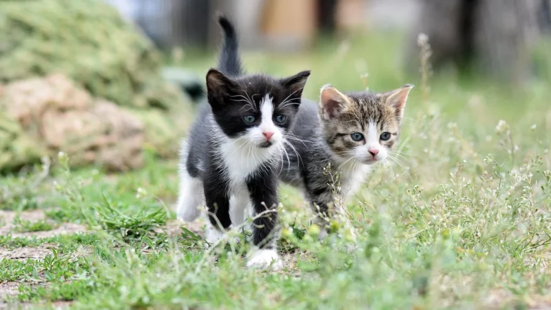 Problem: Katzen Aussetzen – Bitte Nicht!