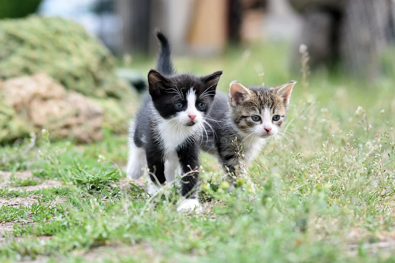 Problem: Katzen aussetzen – Bitte nicht!